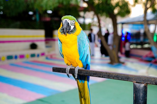 حديقة الحيوانات في ابها